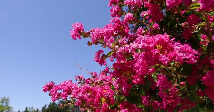 pink flowers and fruits in branch of tree with blue sky
