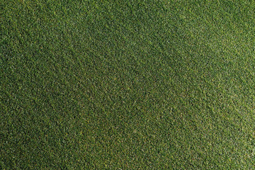 green grass texture, closeup view