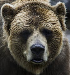 Grizzly