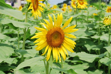sunflower