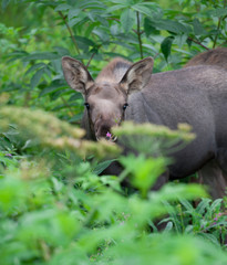 Moose Calf in Fireweed