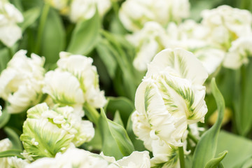 pretty tulip flowers field in Netherlands, best gift for a woman, mother