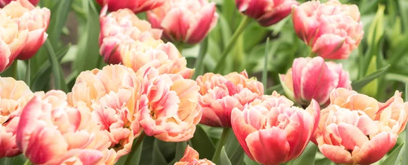 Photo sur Plexiglas Tulipe pretty tulip flowers field in Netherlands, best gift for a woman, mother