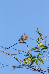 Northern Mockingbird - Mimus polyglottos perched in an Elm tree