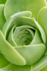 Obraz premium Aeonium closeup