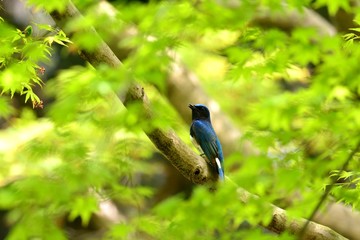 青モミジバックに春を謳歌するオオルリ