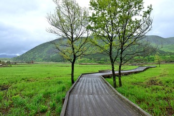 Fototapeta premium 雨上がりの木製遊歩道