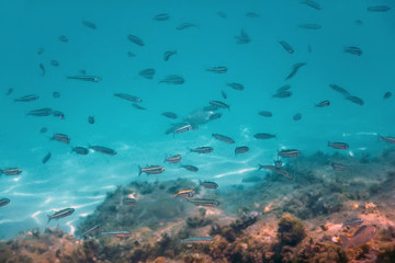 Underwater Scene Sunlight, fish Underwater Life. © allexxandarx