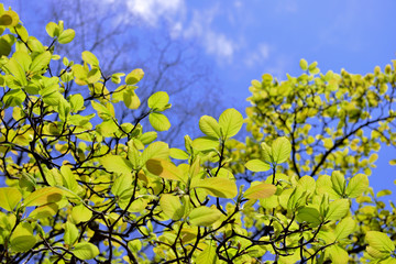 光り輝くモクレンの若葉