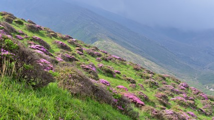 Fototapeta premium 阿蘇の山一面にツツジが咲く情景