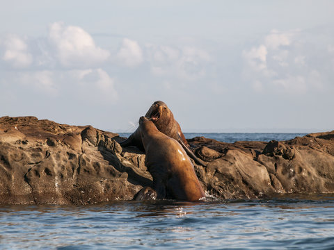 Steller Sea Lion Aggression
A Steller Sea Lion defending its spot on a rock outcrop in Southern British Columbia.