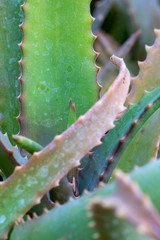 Closeup of an Aloe vera plant