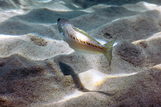 Greater weever on sandy sea floor (Trachinus draco)