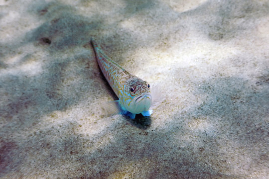 Greater weever on sandy sea floor (Trachinus draco)