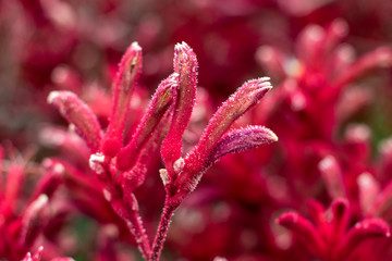 Closeup photograph of a Kangaroo Paw, Cat's Paw, Australian Sword Lily