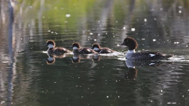 180p slow motion tracking shot of a common goldeneye with young on a pond at schwabachers landing in grand teton national park