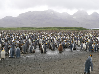 The endangered King Penguins (Aptenodytes patagonicus) in Antarctica.  A large Colony on South...