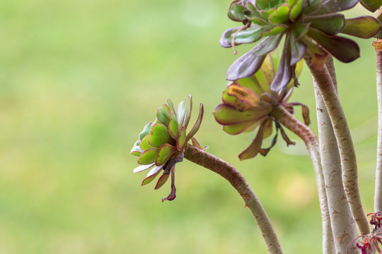 Aeonium closeup