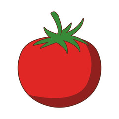 Tomato fresh vegetable vector illustration graphic design