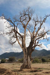 Fototapeta premium Arbol Seco