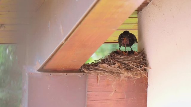 Bird feeding little bird puppies