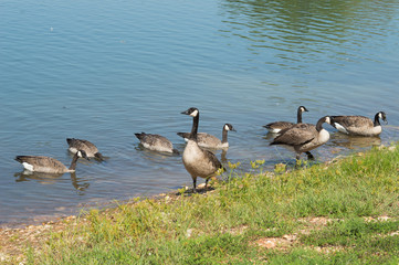 Several Canada geese at the water's edge.