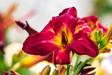 Red and Yellow Daylily Flower