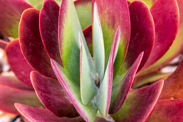Paddle Plant, Red Pancakes, Flapjack, Desert Cabbage - Kalanchoe luciae