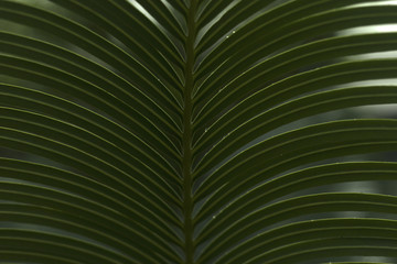 Palm texture background design