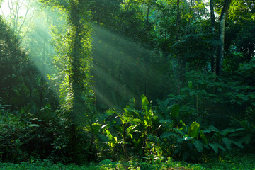 rainforest and sunbeam at morning - obrazy, fototapety, plakaty