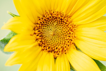 Sunflower in Summer