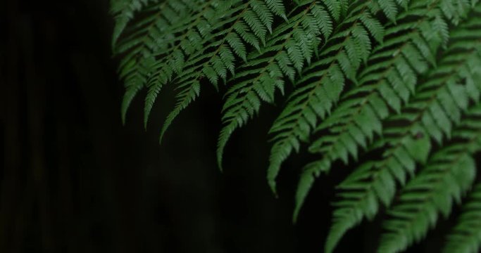 Hotikita Gorge, South Island, New Zealand, 60fps, Blue Water and Tree Ferns,