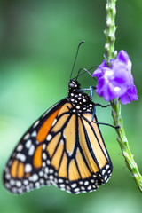 Naklejka premium Butterfly with Flower