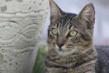 Beautiful cat with contemplative look