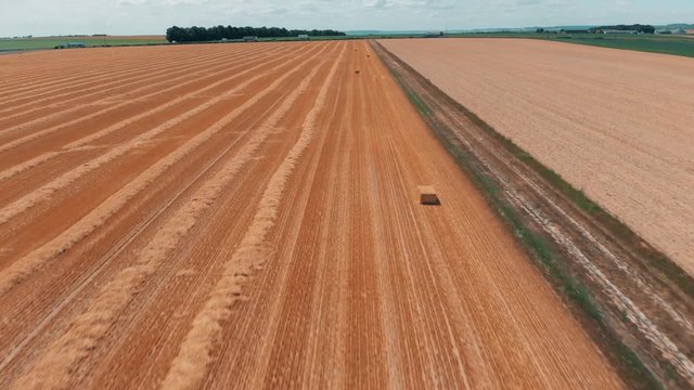 Aerial view of crop wheat or rye field with stook hay straw bales. Harvest agriculture farm rural aerial 4k video