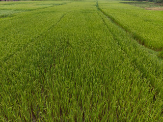 Obraz na płótnie Canvas Green rice field