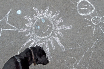 Dog Looks on the Sunny Side. Labrador Retriever inspects sidewalk chalk drawings 