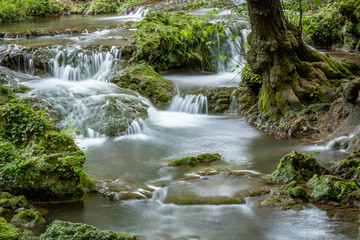 River with small cascades flowing in green forest in long exposure