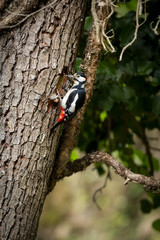 Colorful woodpecker bird sitting on tree trunk in the forest