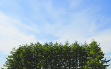 Fototapeta premium 木 空 雲 素材