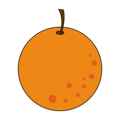 Orange citric fruit vector illustration graphic design