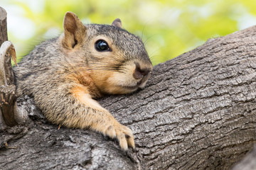 Fototapeta premium Eastern Fox Squirrel, Fox Squirrel, Bryant's Fox Squirrel - Sciurus niger