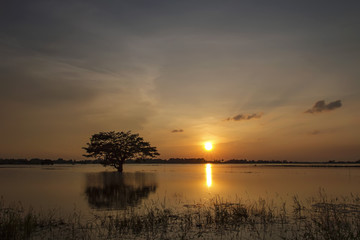 Twilight sky sunset reflect on water at lake farm field landscape and tree silhouette with golden cloudy background
