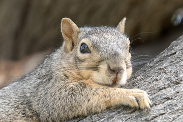 Eastern Fox Squirrel, Fox Squirrel, Bryant's Fox Squirrel - Sciurus niger