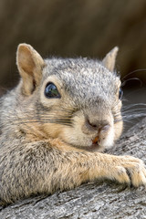 Eastern Fox Squirrel, Fox Squirrel, Bryant's Fox Squirrel - Sciurus niger