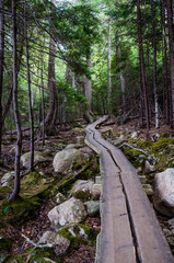 Obraz premium Woodland Path