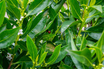 A ladybug in in an orange tree