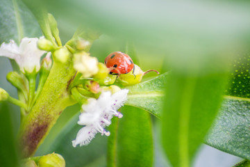 Ladybug over a green leaf