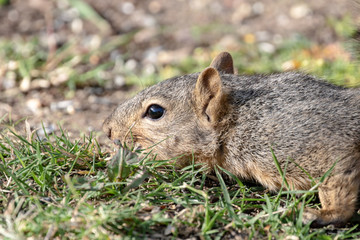 Eastern Fox Squirrel, Fox Squirrel, Bryant's Fox Squirrel - Sciurus niger