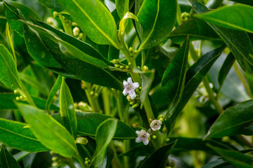 White flower of an orange tree